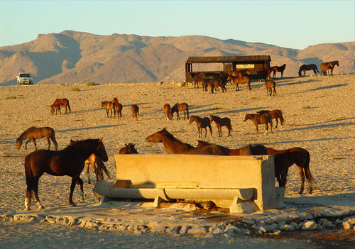 Klein-Aus Vista Desert Horse Inn Esterno foto